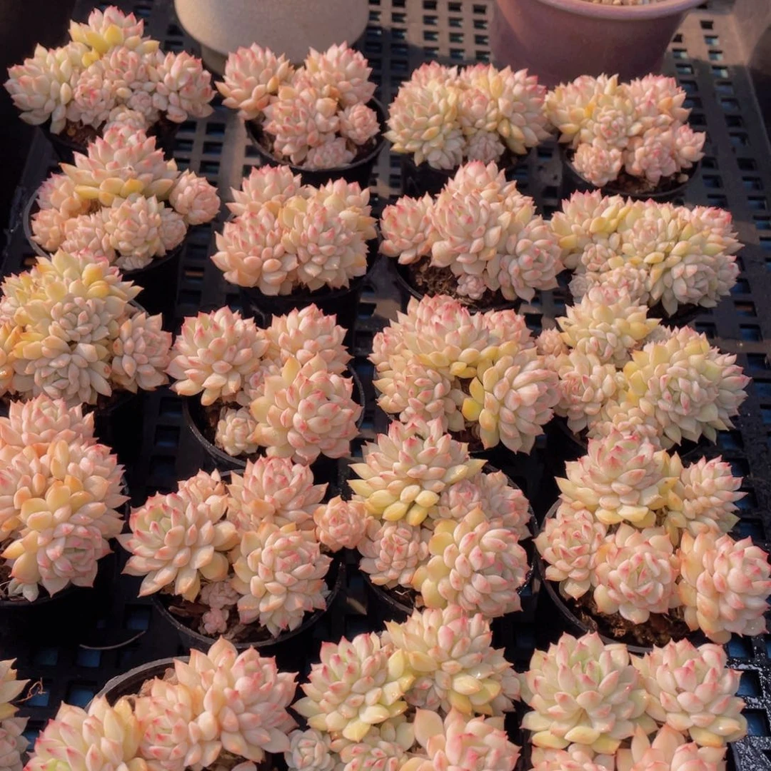 量拍53号白底小乔群生两个