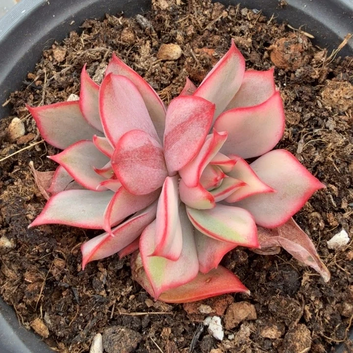 红莲锦腹轮锦双头