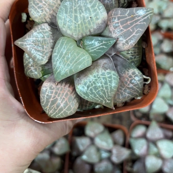 丸叶粉玻璃多肉植物