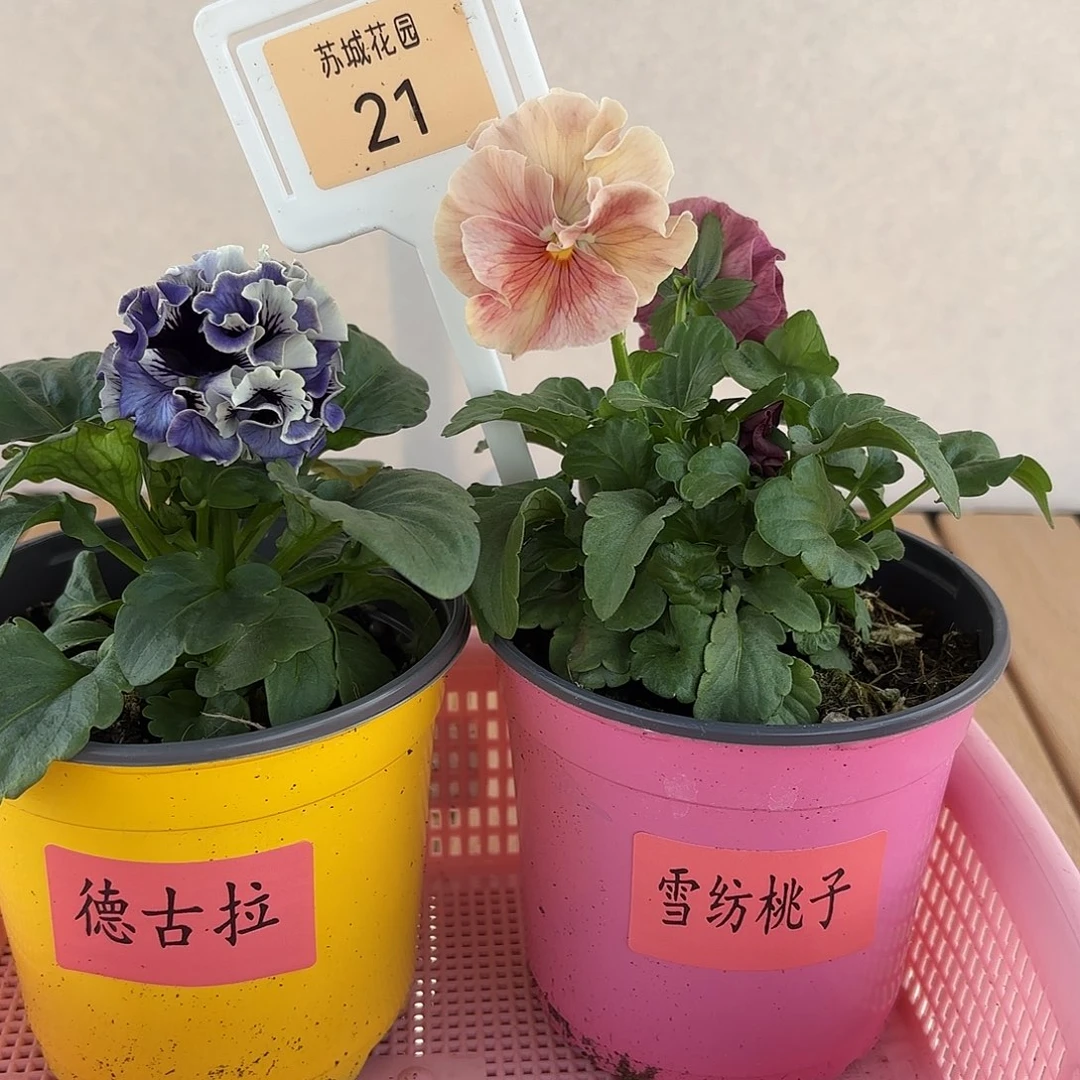 大部分开放少量花苞21