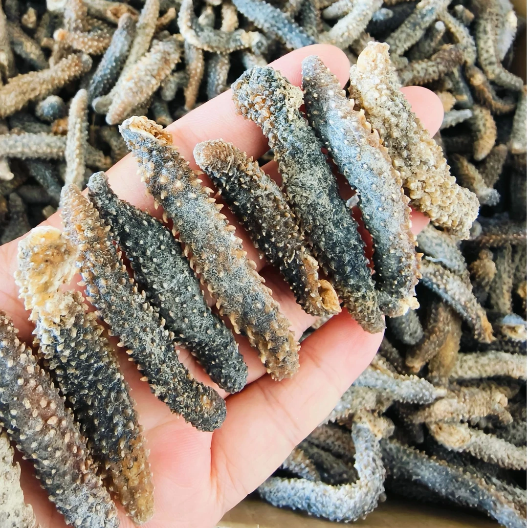 印度尼西亚  淡干小海参