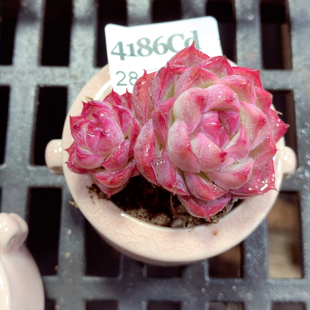 5厘米盆精控多肉4186