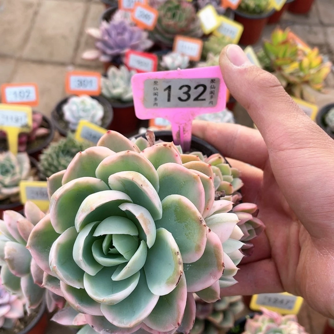 【闪购商品】132号