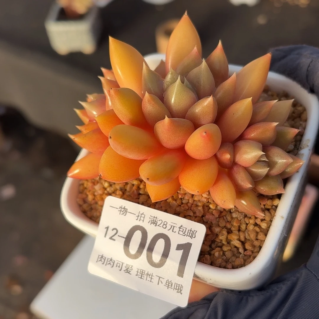 红象牙无盆无发货无