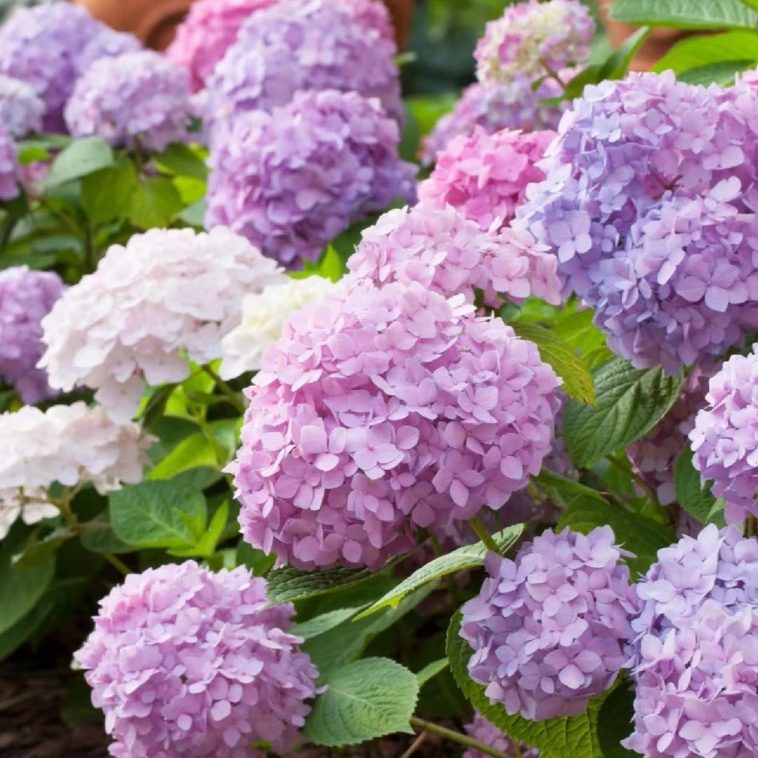 熹植盆栽绣球 庭院阳台新手易养护云南昆明基地直发