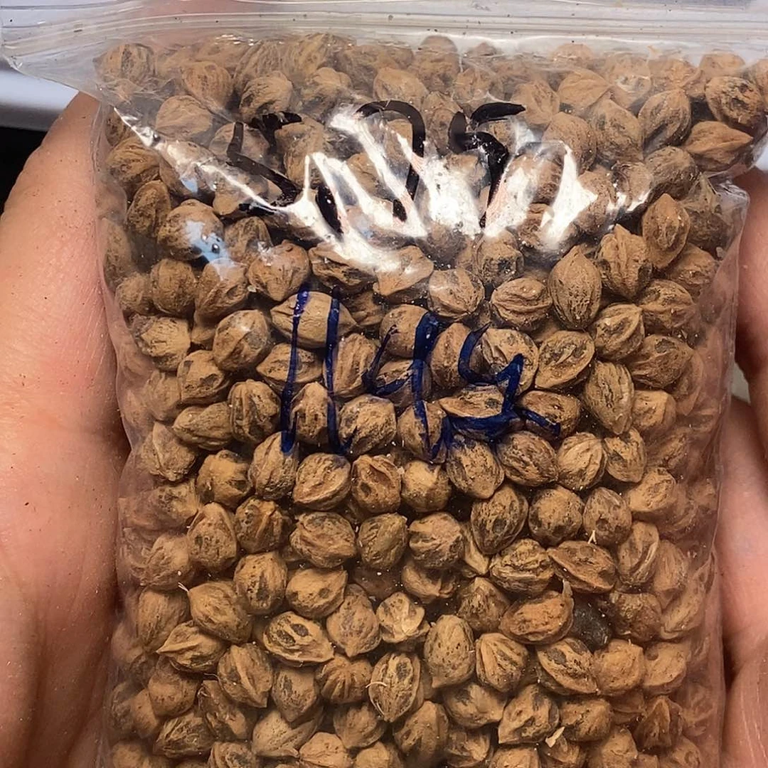 柏香籽/百香籽吊坠