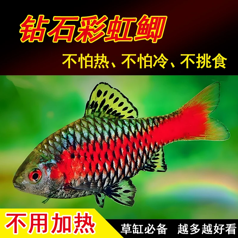 【冷水原生鱼】钻石彩虹鲫观赏鱼彩虹钻石鲫广温溪流草缸群游耐寒