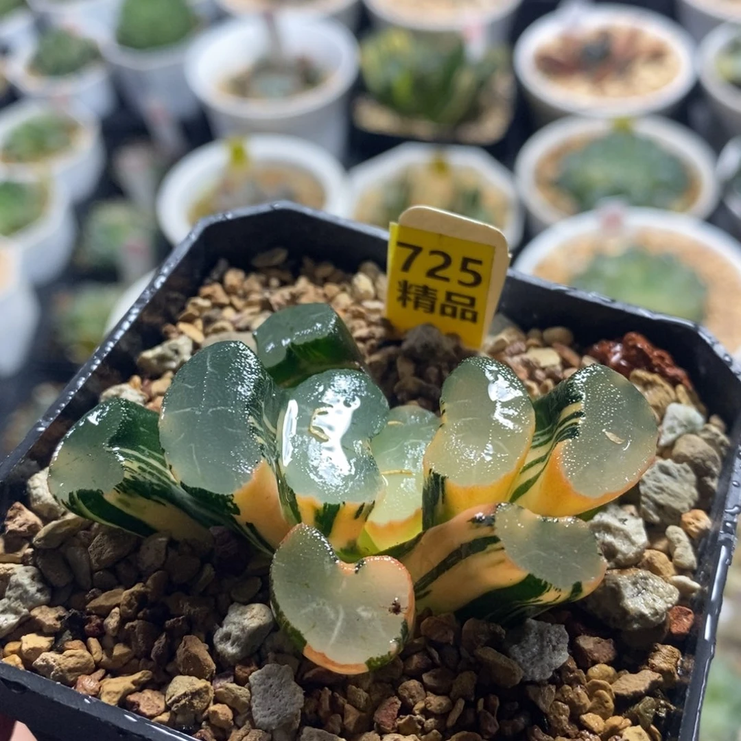 不开花植物725大明湖万象十二卷多肉