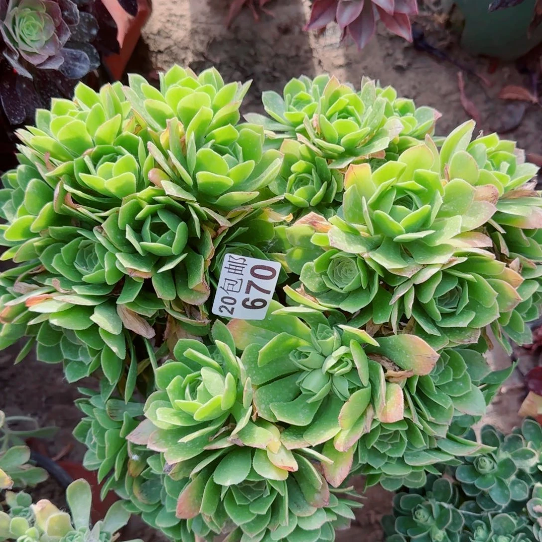 绿羊绒多肉丛林多肉670满20包邮断枝不包