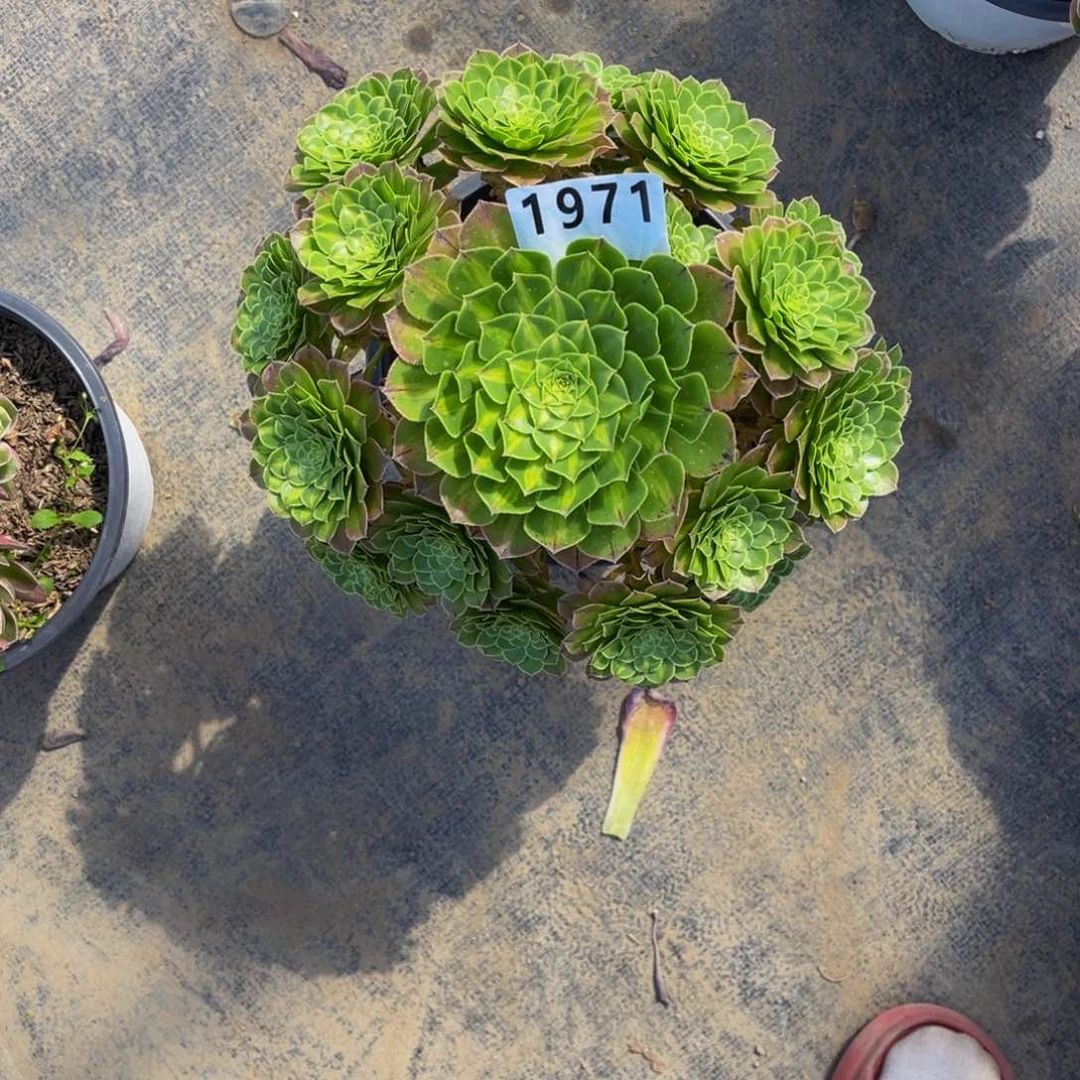 无花朵雏*知否1971脱土发货