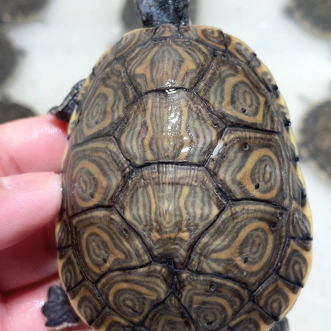 宠物龟不分公母大河