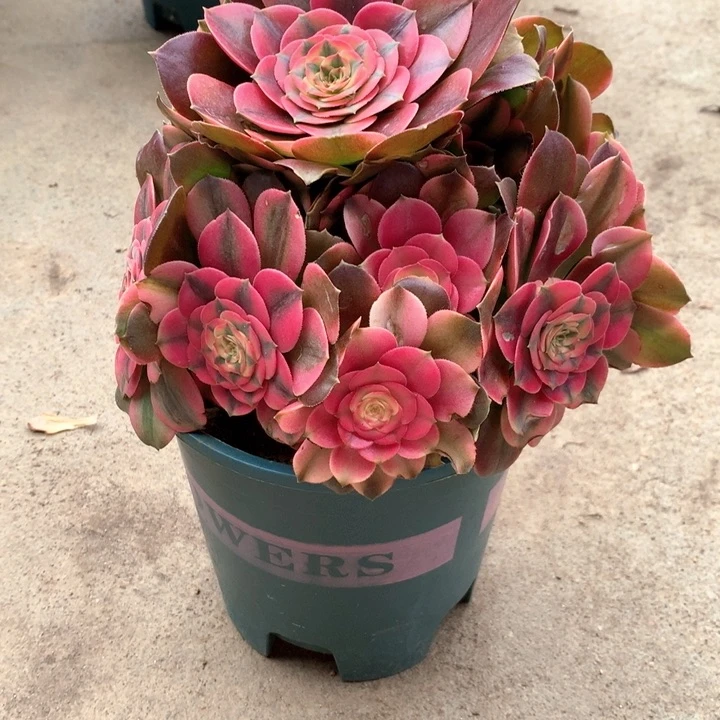 279香妃多肉植物