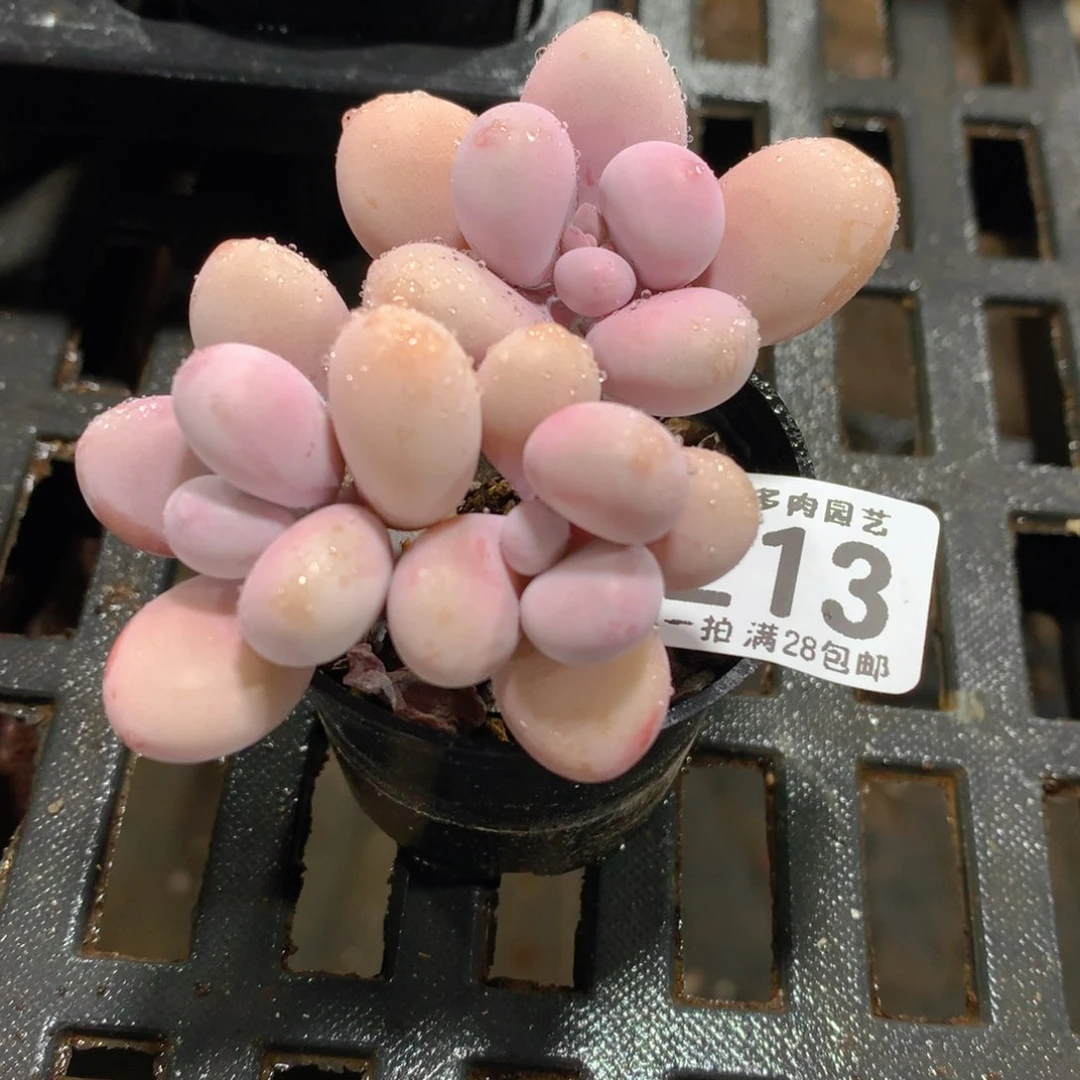 肉萌萌拇指盆精控多肉ZS213