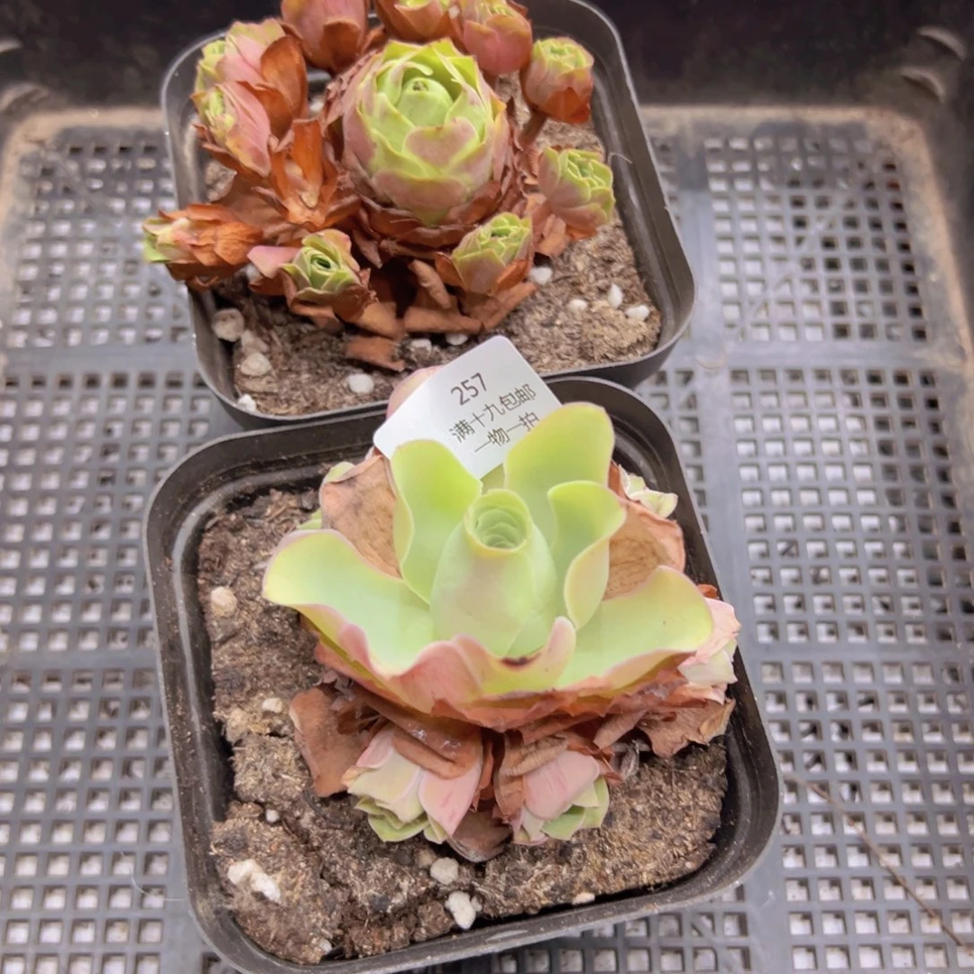 257 侧牙掉了不包损无售后