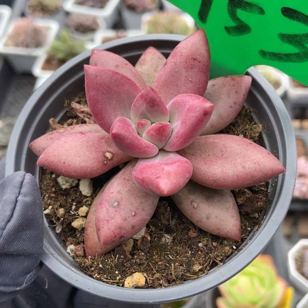 753赫菲多肉植物植物了