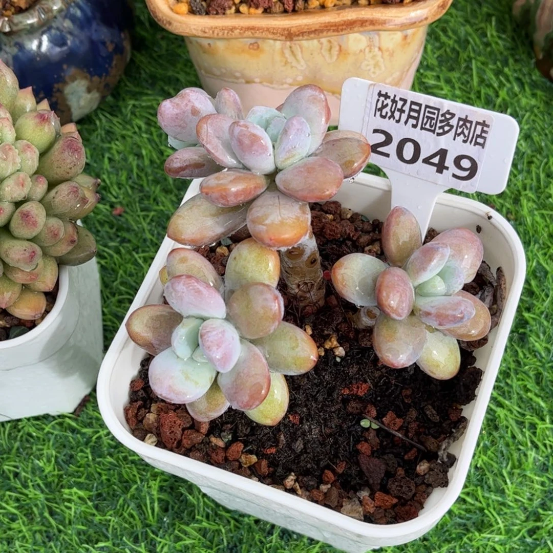 小****多肉植物2049换个盆
