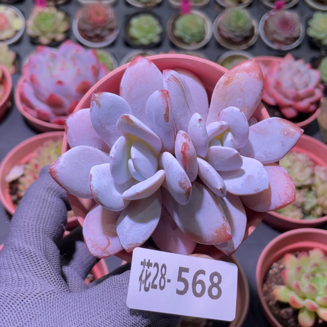 花利美28-568粉雪莲