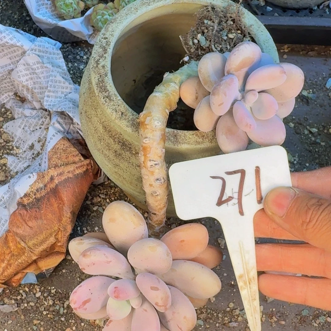 多肉植物的生长发育和
