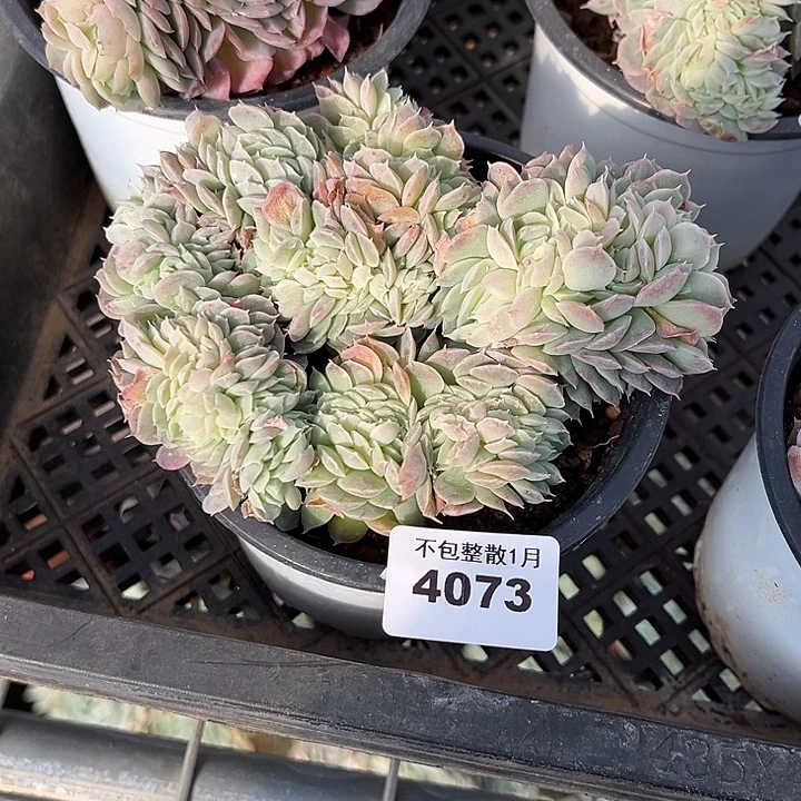 阿雅园艺。       4073莎莎女王缀