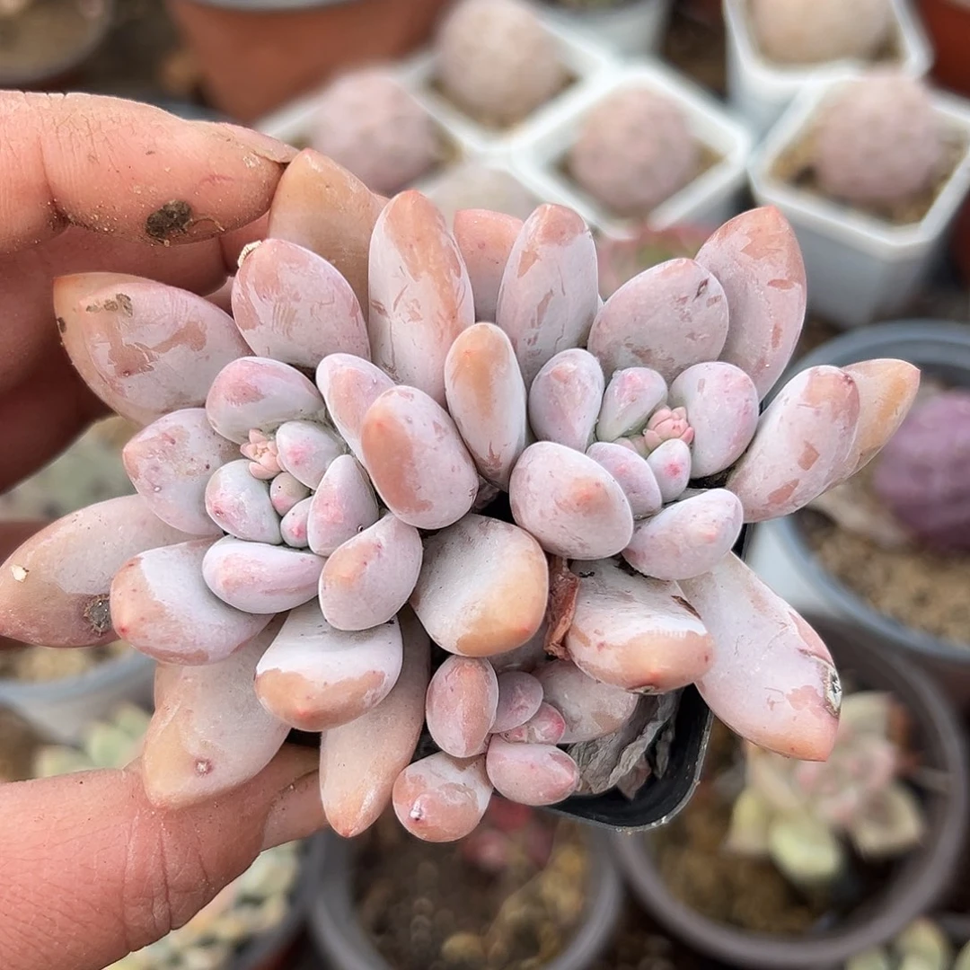 多肉植物饿肚子肉