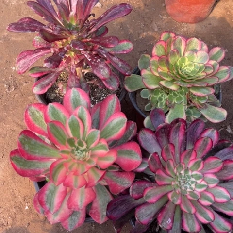 064多肉植物组合