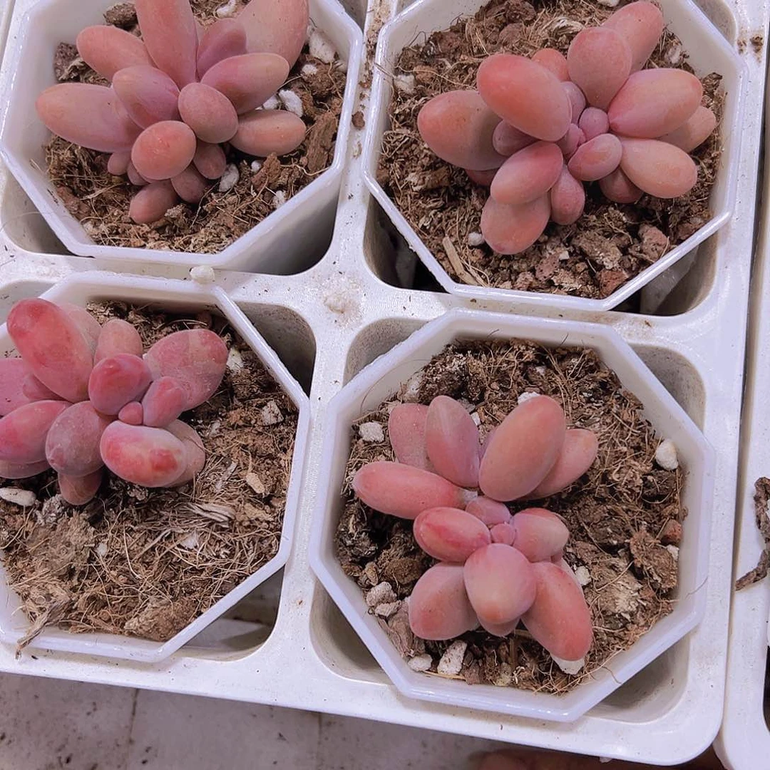 糖果美人19包邮带盆带土