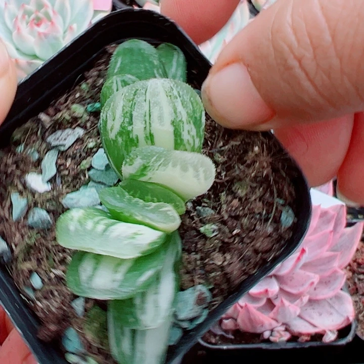 玉扇锦多肉植物1544