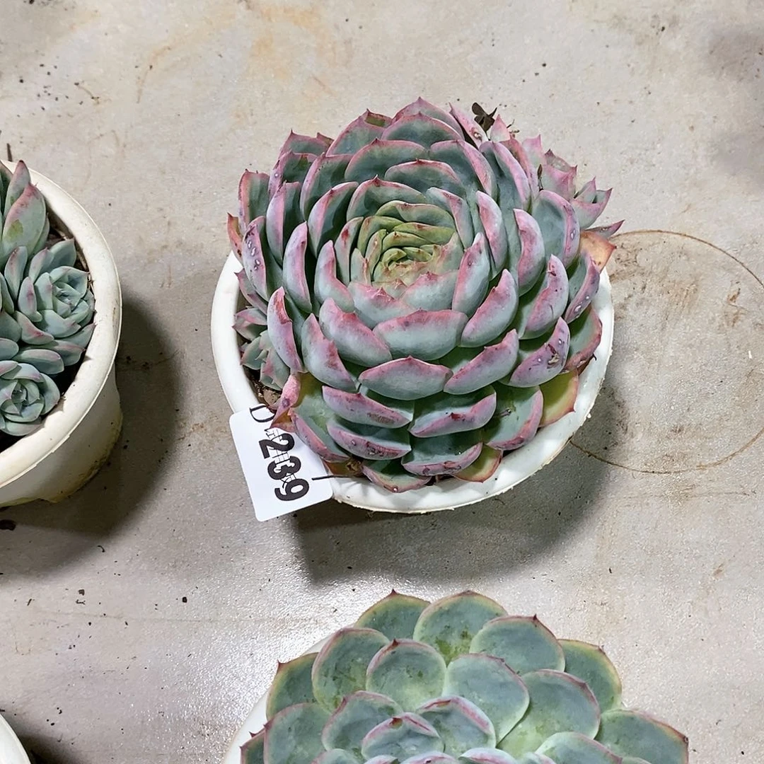 L*N239侧影多肉植物