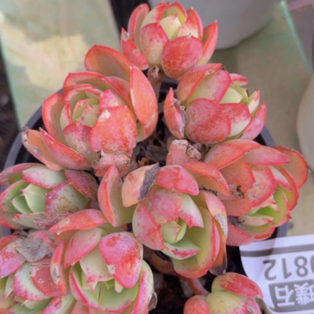 【闪购商品】克莉丝汀0812