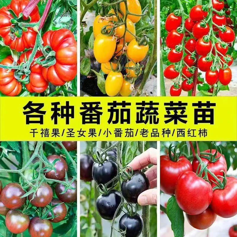 番茄秧苗带土大西红柿苗圣女果苗南北方四季种植盆栽地栽蔬菜秧苗