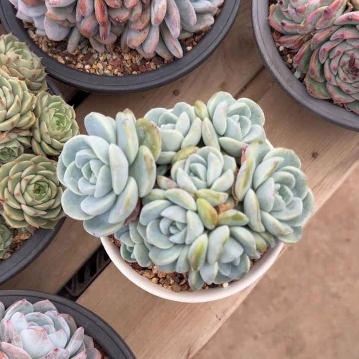 13厘米左右一物一拍