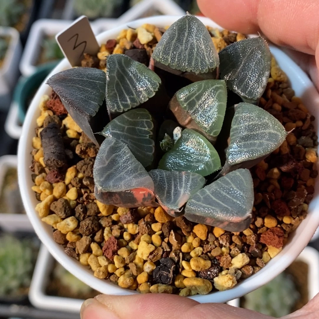 一颗实生克锦 新年福利