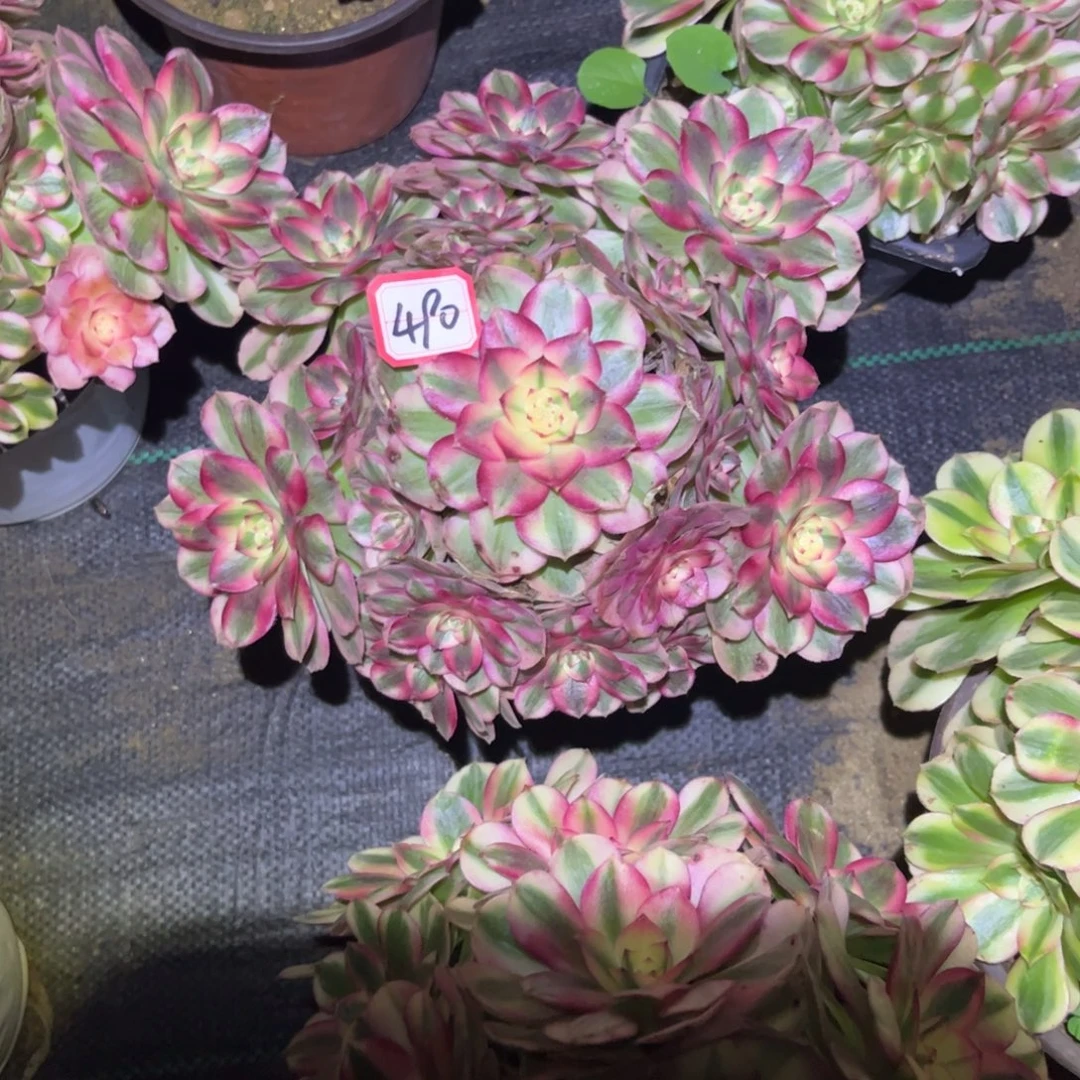 490多肉植物荔枝法师