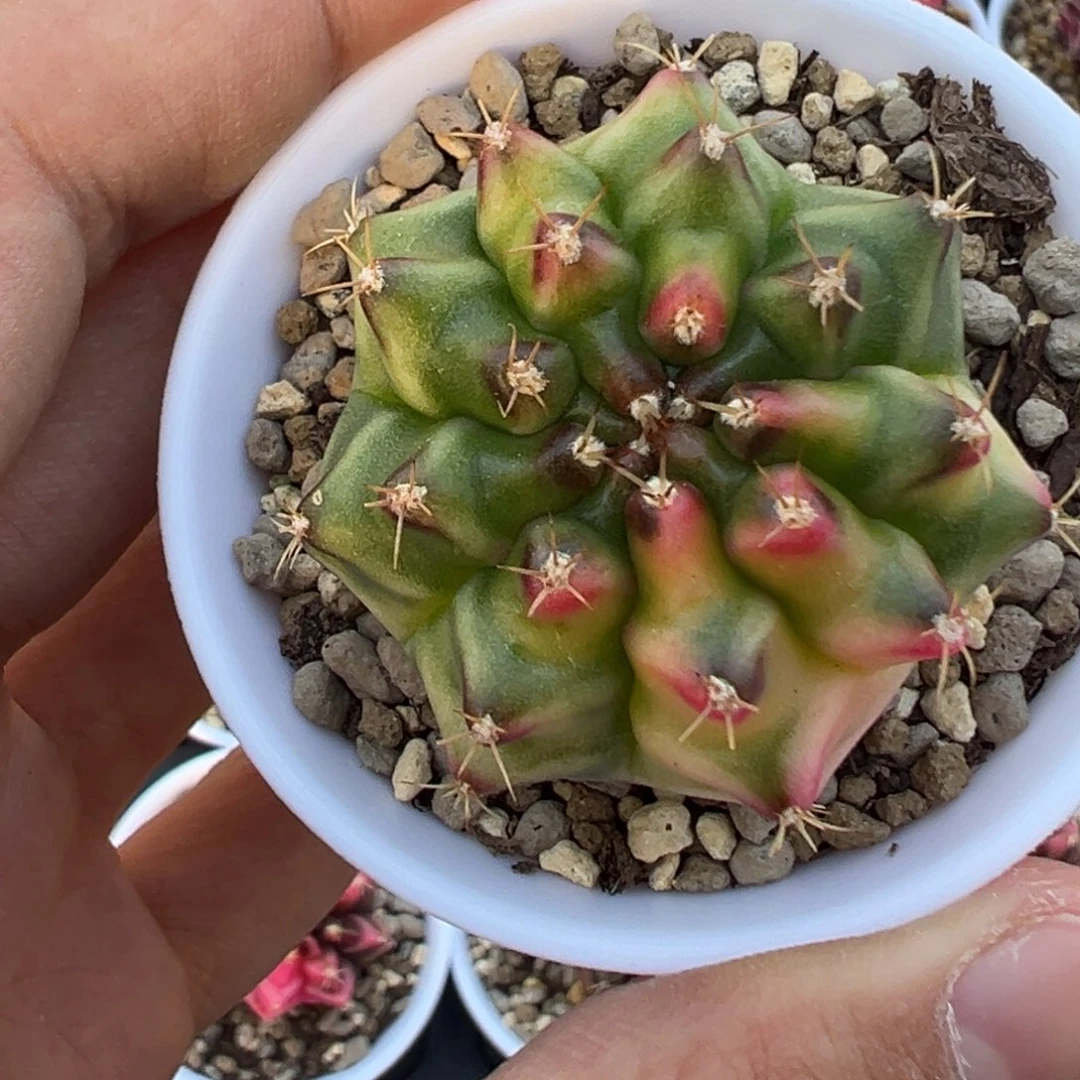 112 好看的米哈冲冲冲