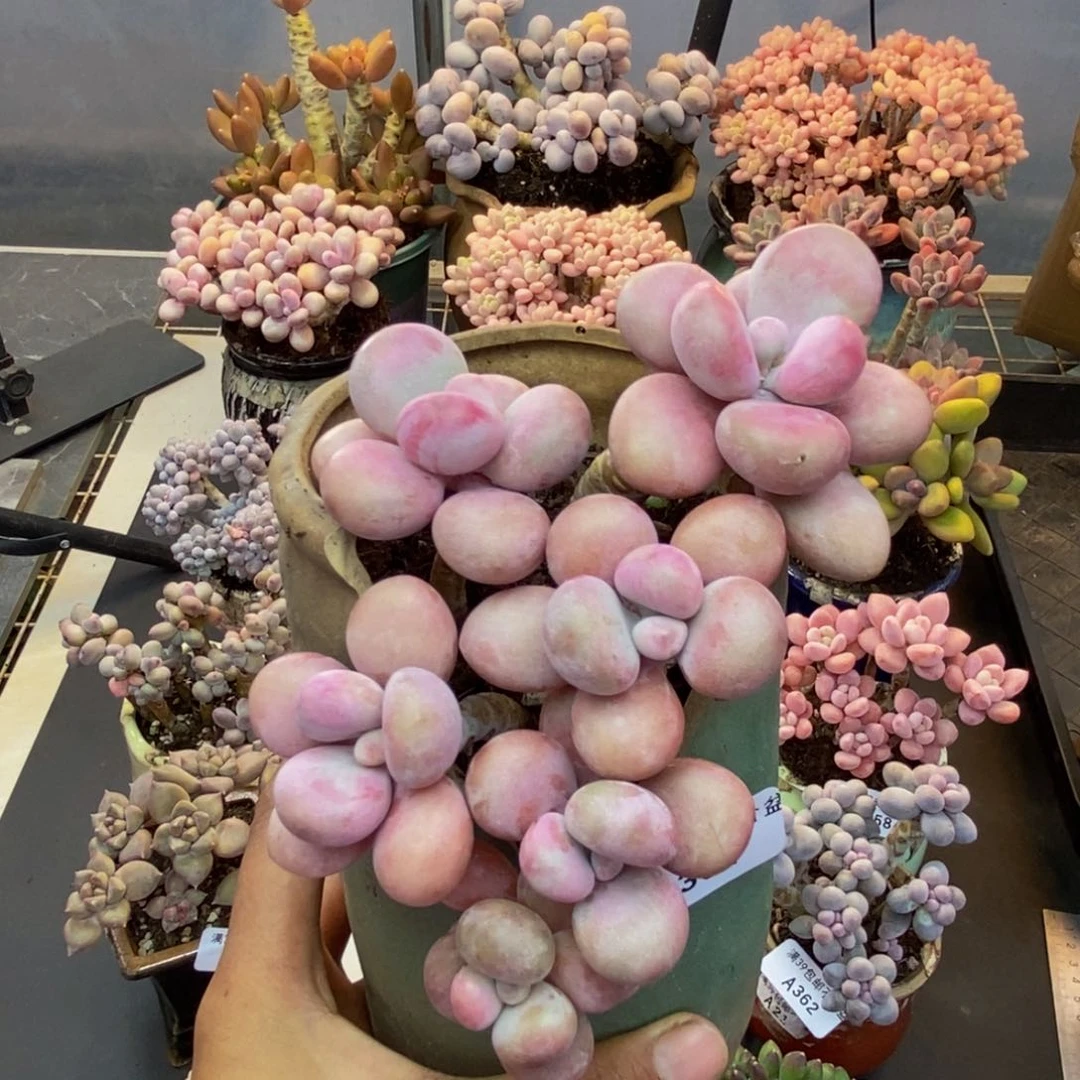 364糖果桃蛋多肉9c m