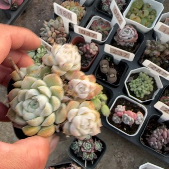 9白月影多肉植物多