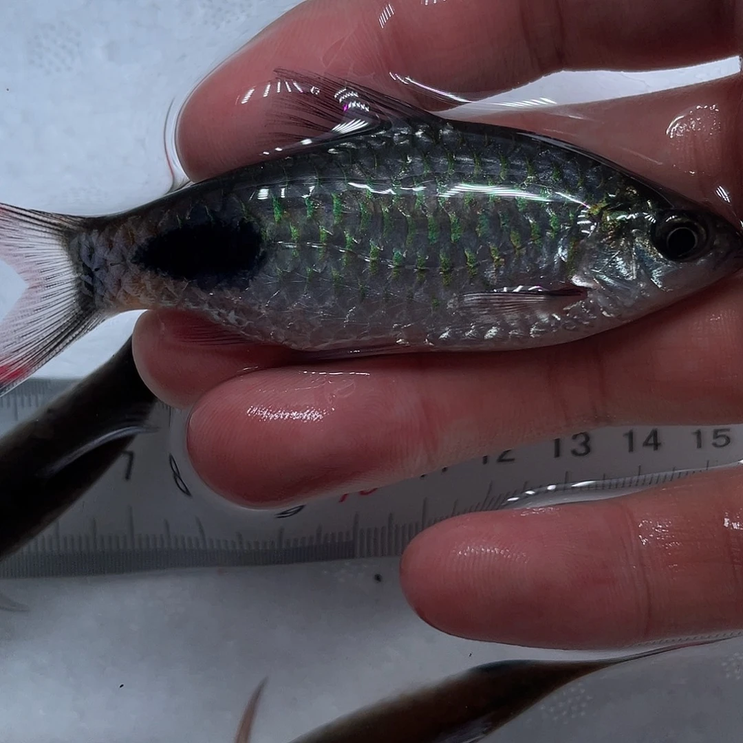 海水鱼紫红两点鲫8cm公