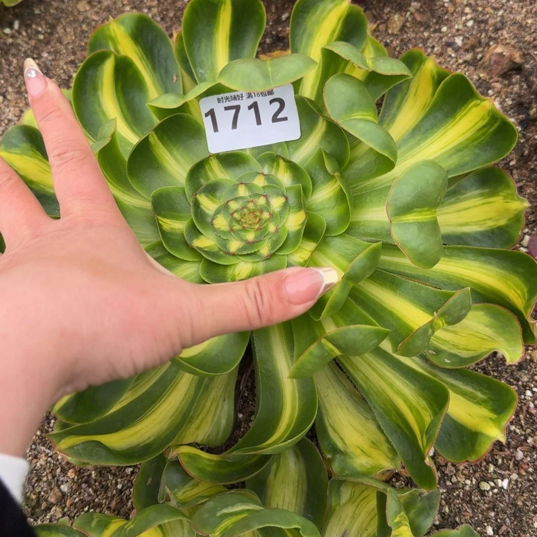 1712暴君。多肉植物