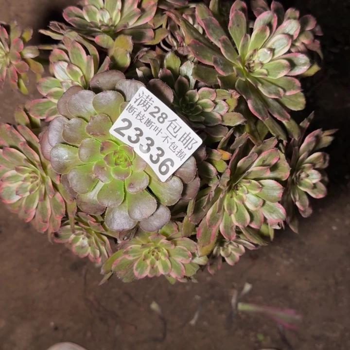 23336紫霞多肉植物