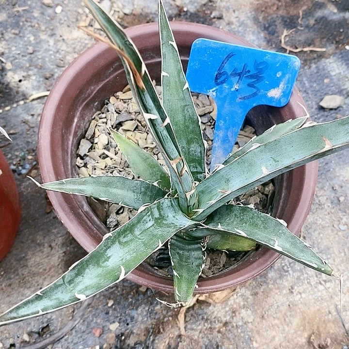 【闪购商品】无花朵龙舌兰格其蓝天