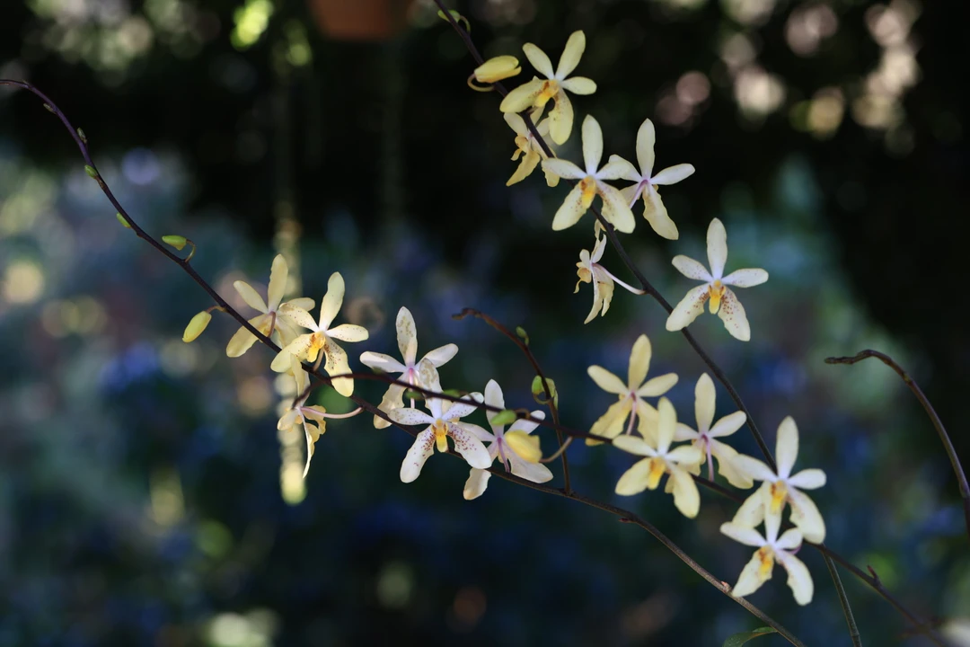 新品兰花，中华火焰兰×史塔基蝴蝶兰，花期长，渐变色