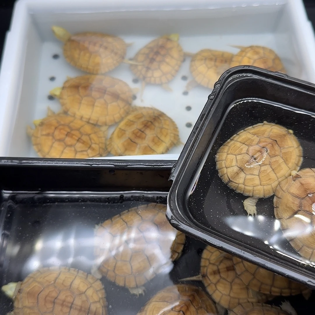 *****绿毛龟母乌龟乌龟乌龟