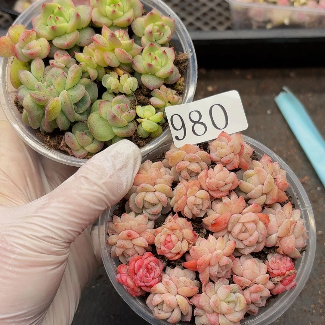 杰*?多肉植物多肉植物980