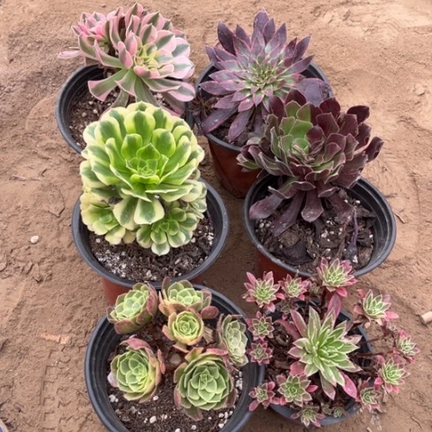 011多肉植物组合，