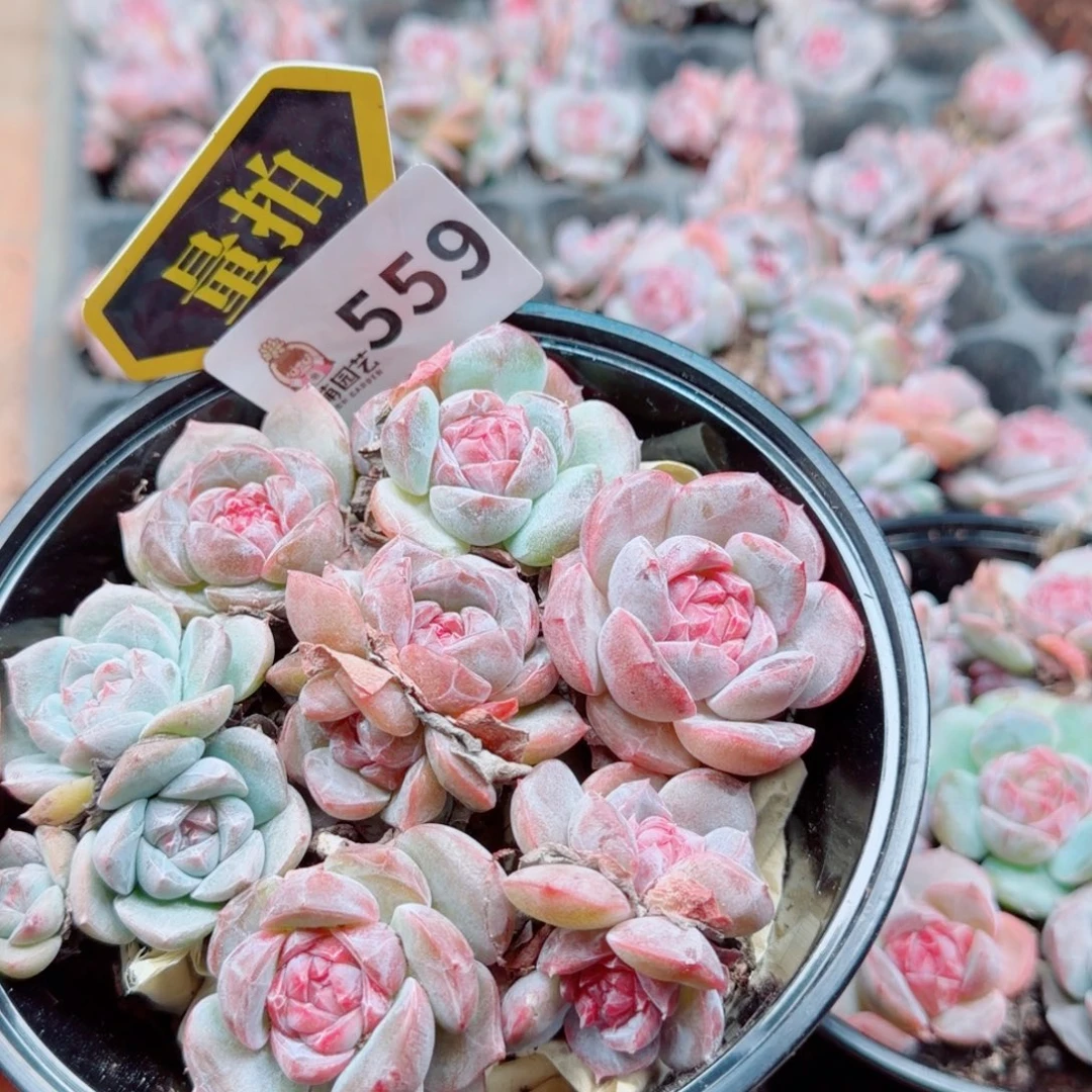 多肉植物多肉植物