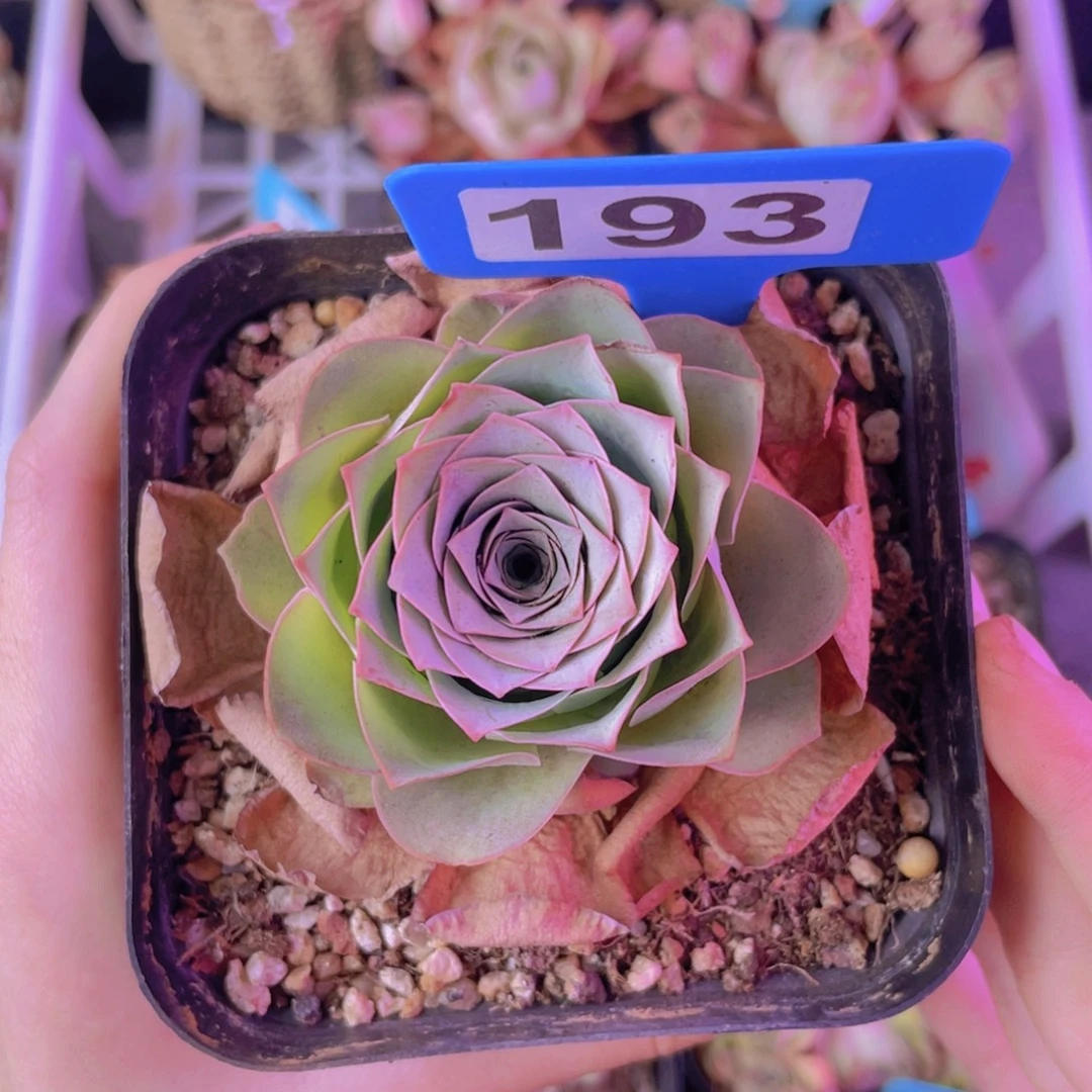 单品一物一拍193号