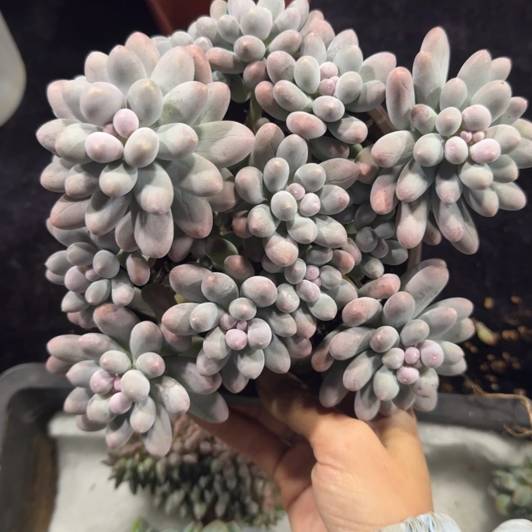 汤圆群一物一拍整