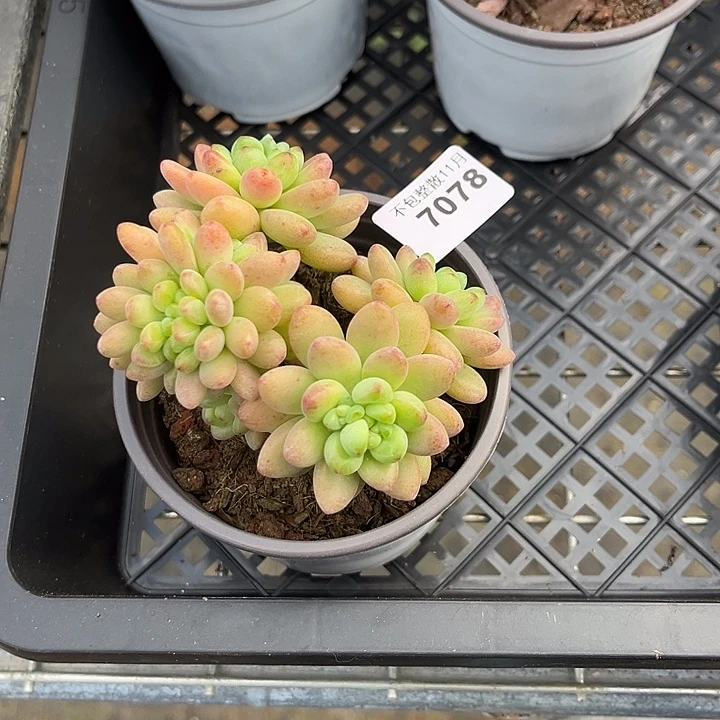 阿雅园艺。         7078香格里拉