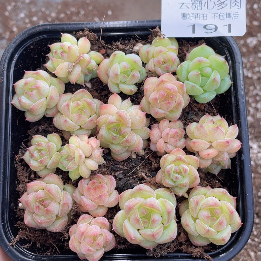 云糖心多肉植物191