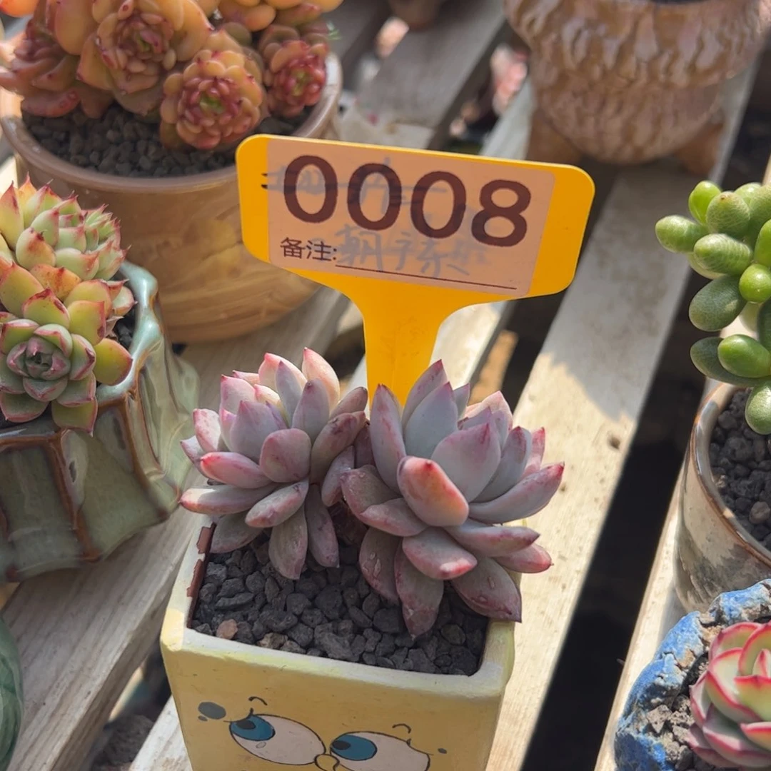 双头粉蓝鸟石化无砍